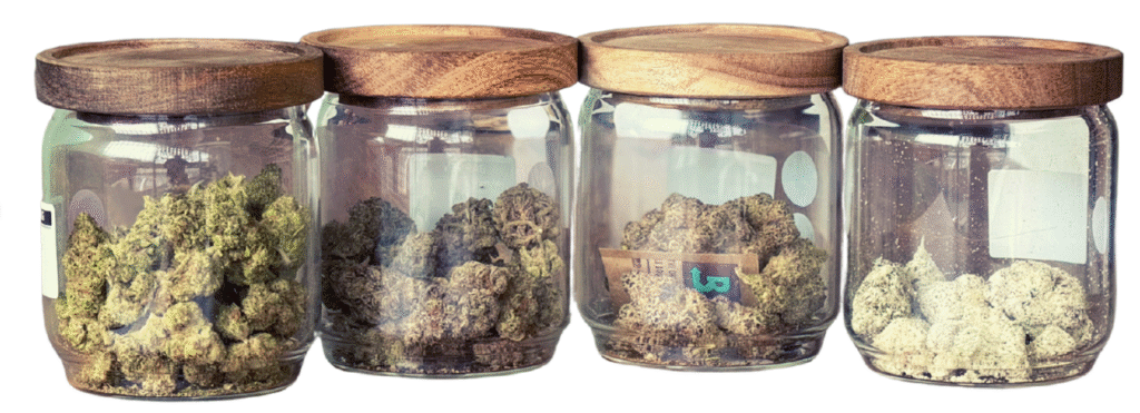 3 glass jars with green weed buds inside